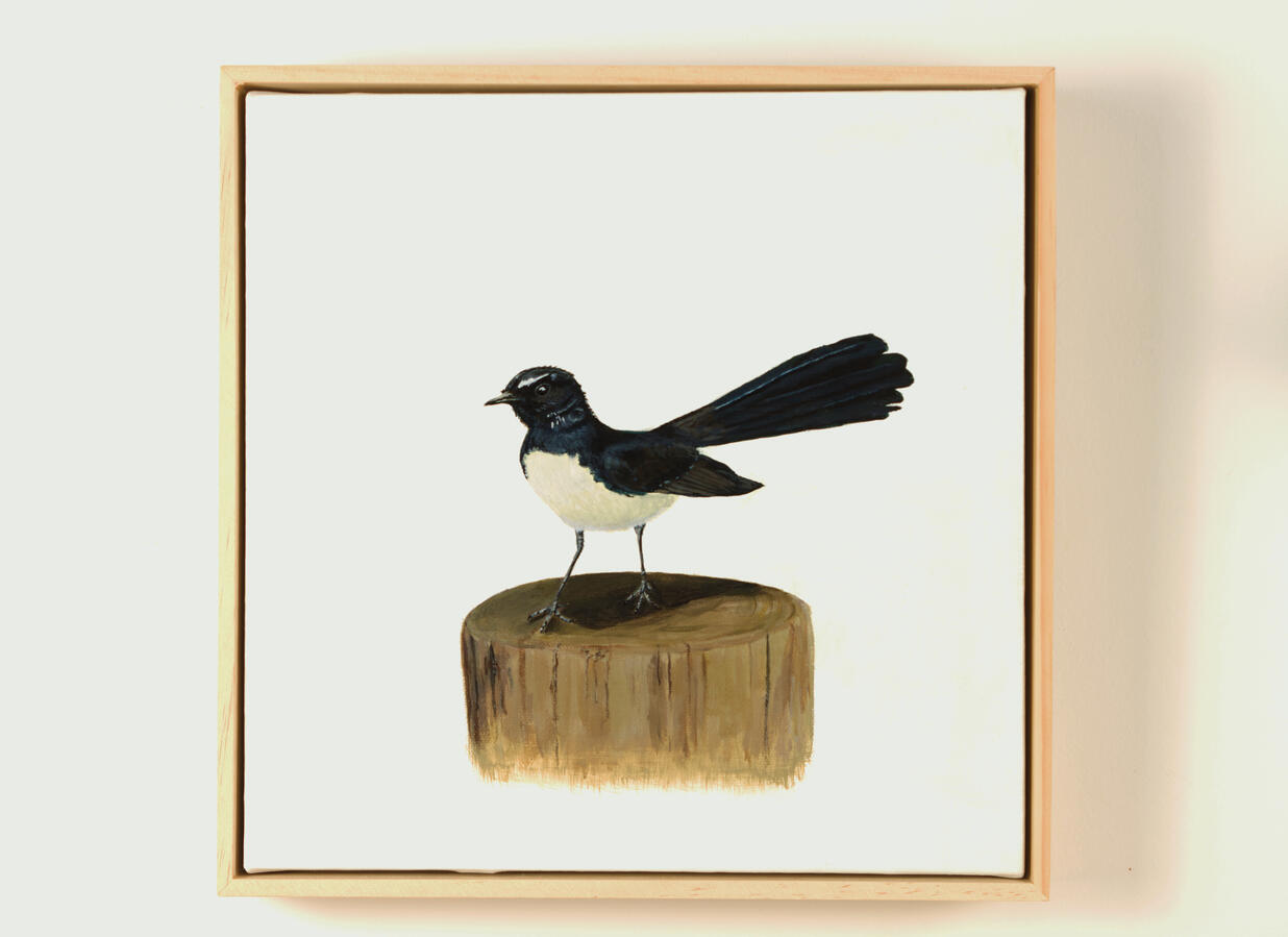 Willy Wagtail on Watch